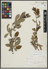 Foto von Salix appendiculata Vill.